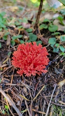 Ramaria araiospora
