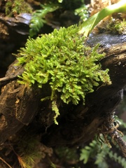 Racopilum cuspidigerum