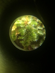 Racopilum cuspidigerum