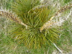 Aciphylla