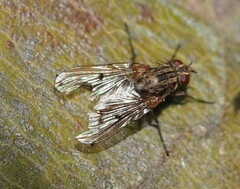 Muscidae