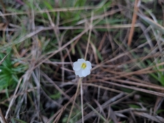 Pinguicula pumila