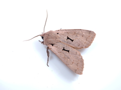 Orthosia carnipennis