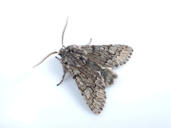 Brachionycha permixta