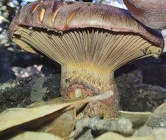 Chroogomphus vinicolor