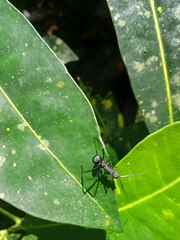 Myrmhopla