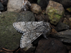 Brachionycha permixta