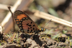 Acraea serena