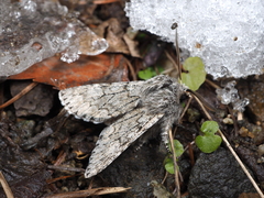 Brachionycha permixta