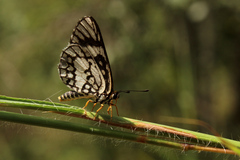 Alaena nyassa