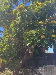 Deplanchea tetraphylla