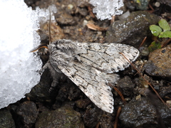 Brachionycha permixta