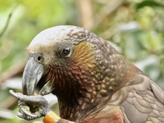 Nestor meridionalis septentrionalis