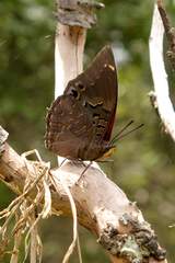 Charaxes bohemani