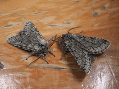 Brachionycha permixta