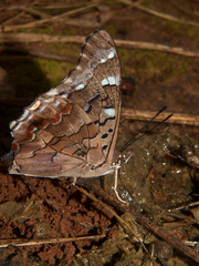 Charaxes guderiana