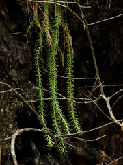 Phlegmariurus varius