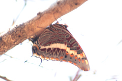 Charaxes
