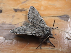 Brachionycha permixta