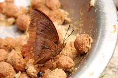 Charaxes protoclea