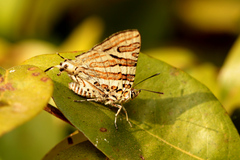 Cigaritis natalensis