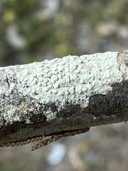 Pertusaria