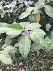 Solanum nemophilum