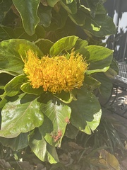 Deplanchea tetraphylla