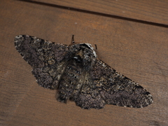 Biston robustum robustum