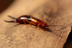 Forficula senegalensis