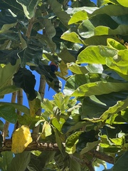 Deplanchea tetraphylla