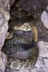 Crotalus molossus molossus