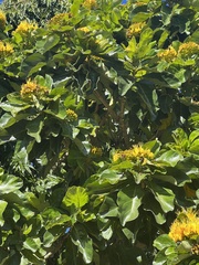 Deplanchea tetraphylla