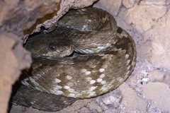 Crotalus molossus molossus
