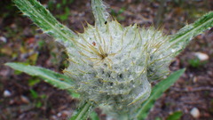 Cirsium hookerianum