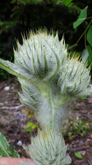 Cirsium hookerianum