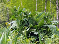 Symphytum officinale