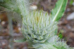 Cirsium hookerianum