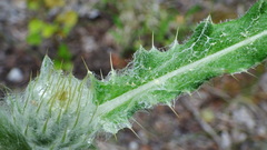 Cirsium hookerianum