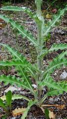 Cirsium hookerianum
