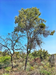 Acacia oswaldii
