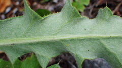 Cirsium hookerianum