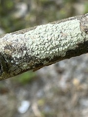 Pertusaria
