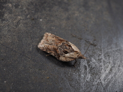 Acleris yasudai
