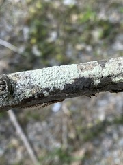 Pertusaria