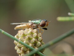 Odontomyia decipiens