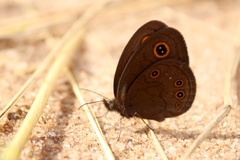 Neocoenyra kivuensis