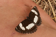 Neptis laeta