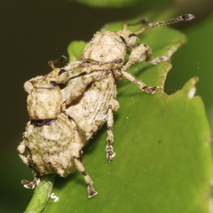 Brachyolus punctatus