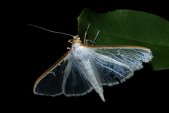 Palpita vitrealis